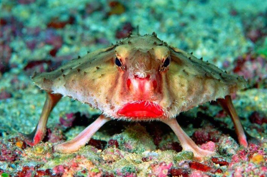 Gözlerini başının üstünde taşıyan balık: Yarasa balığı hakkında bilmeniz gereken 10 şey 1
